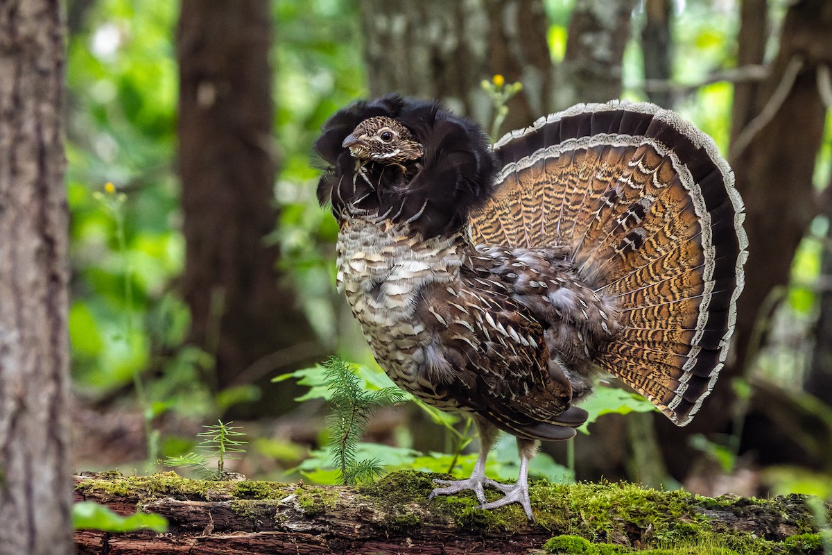 Ruffed Grouse