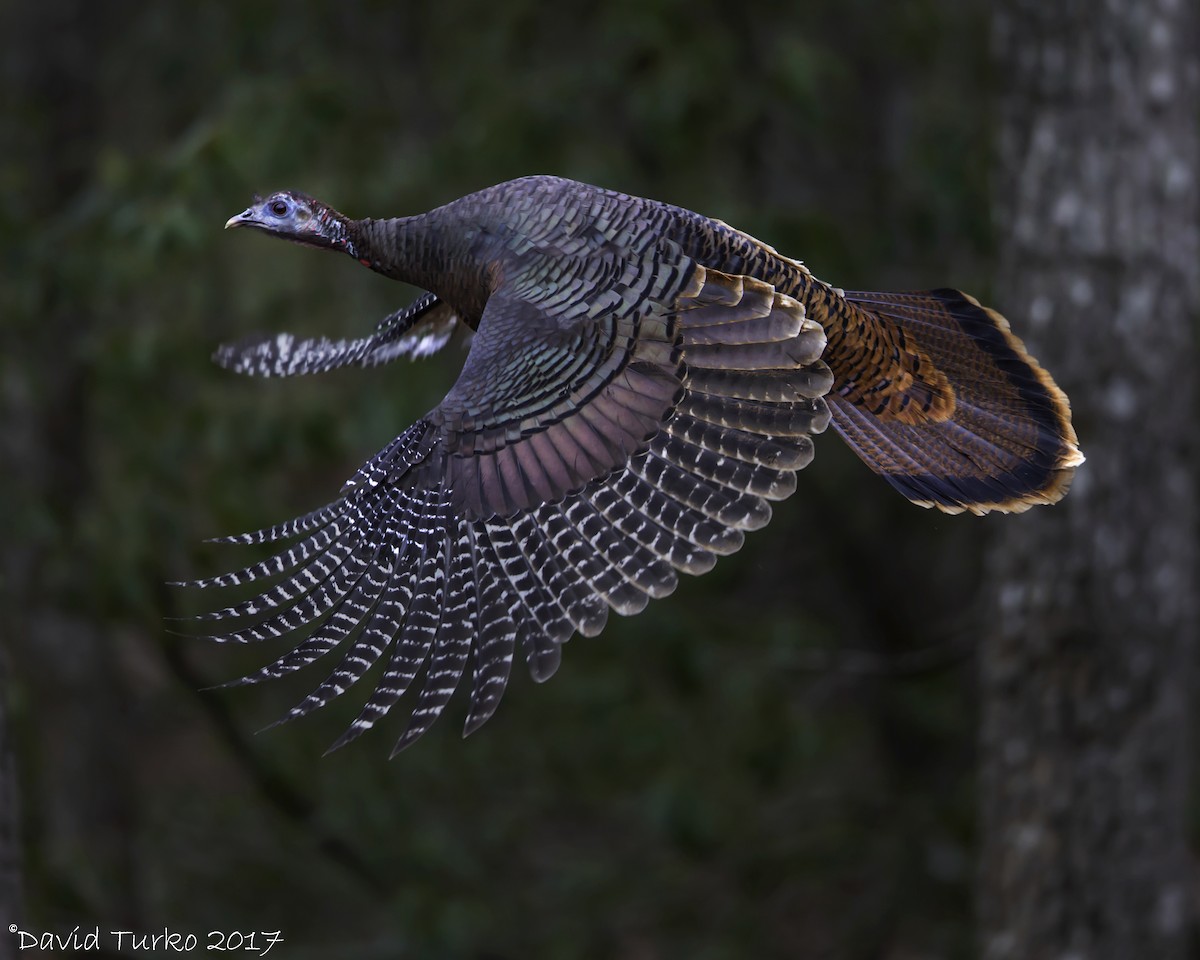 Wild Turkey